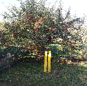 küsser apfelbaum 1